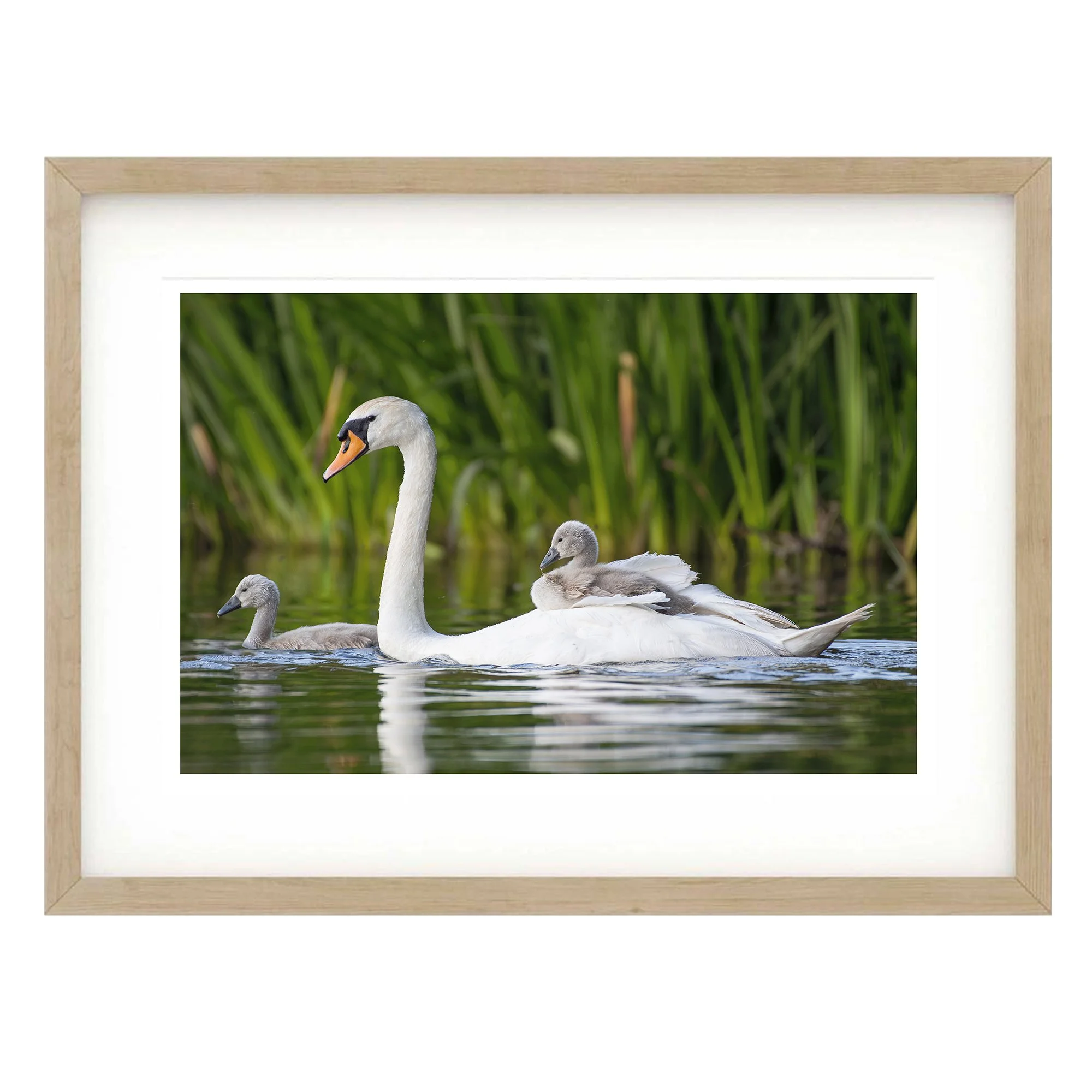 Cygnet Cruise: A Whimsical Journey with Mum