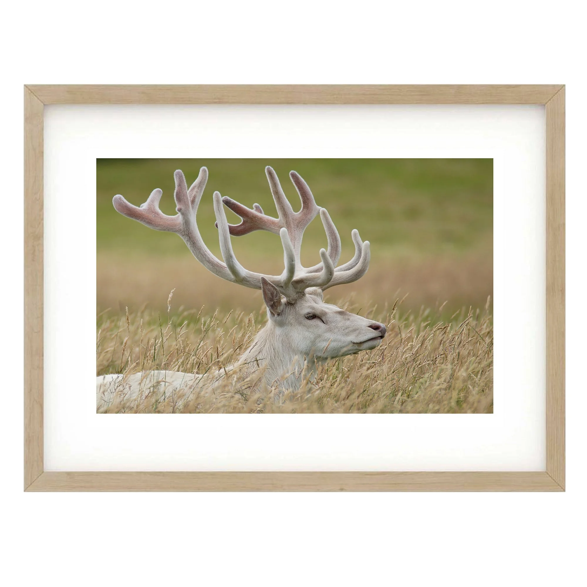 White Red Deer Stag