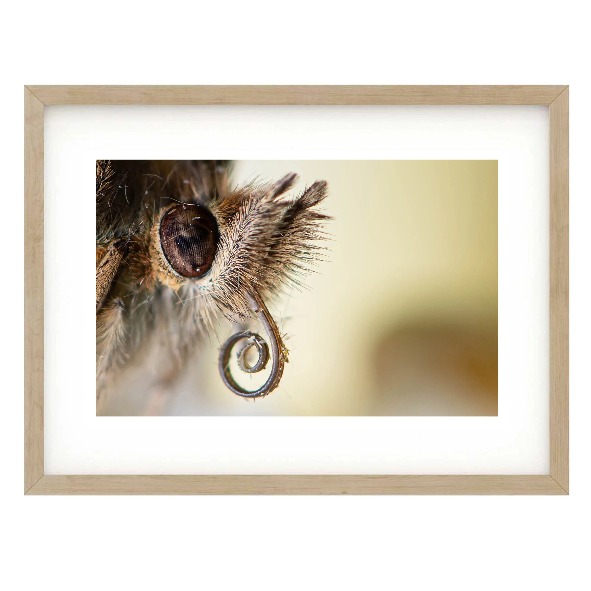 Speckled Wood Butterfly Macro