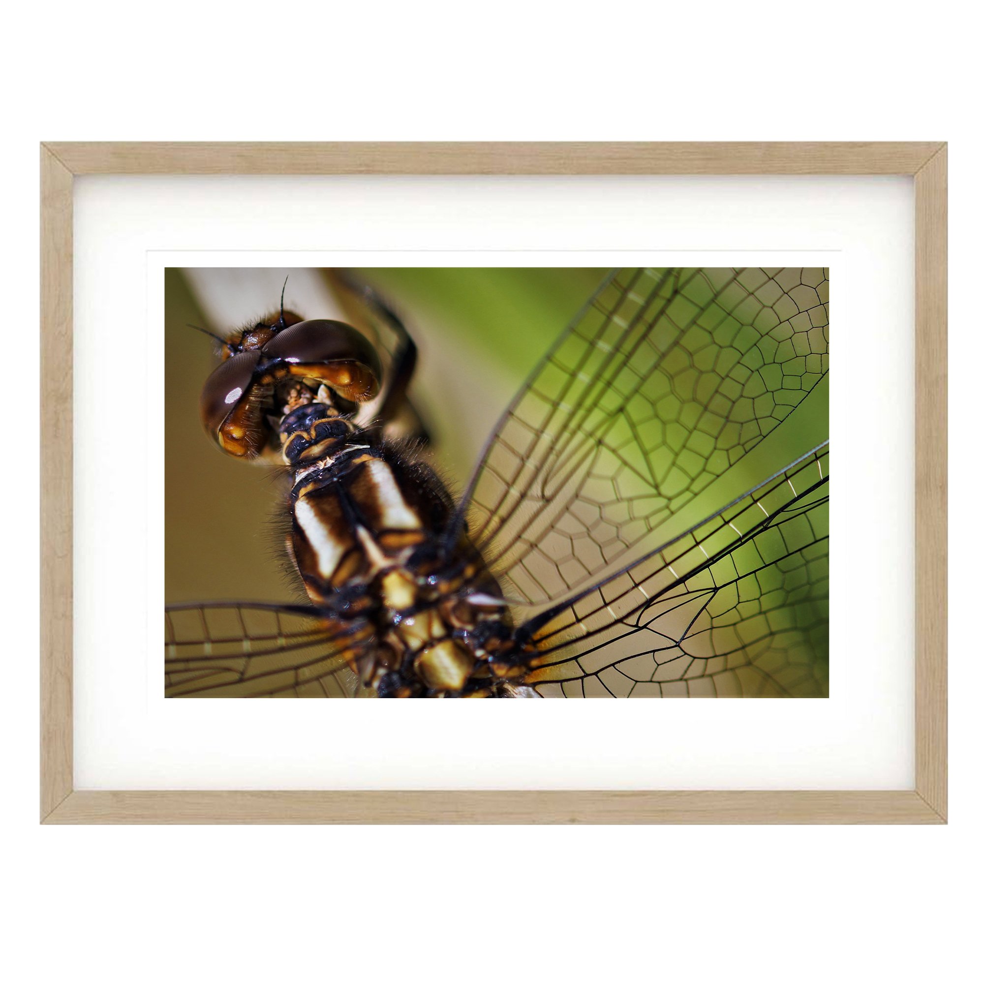 Keeled Skimmer Dragonfly