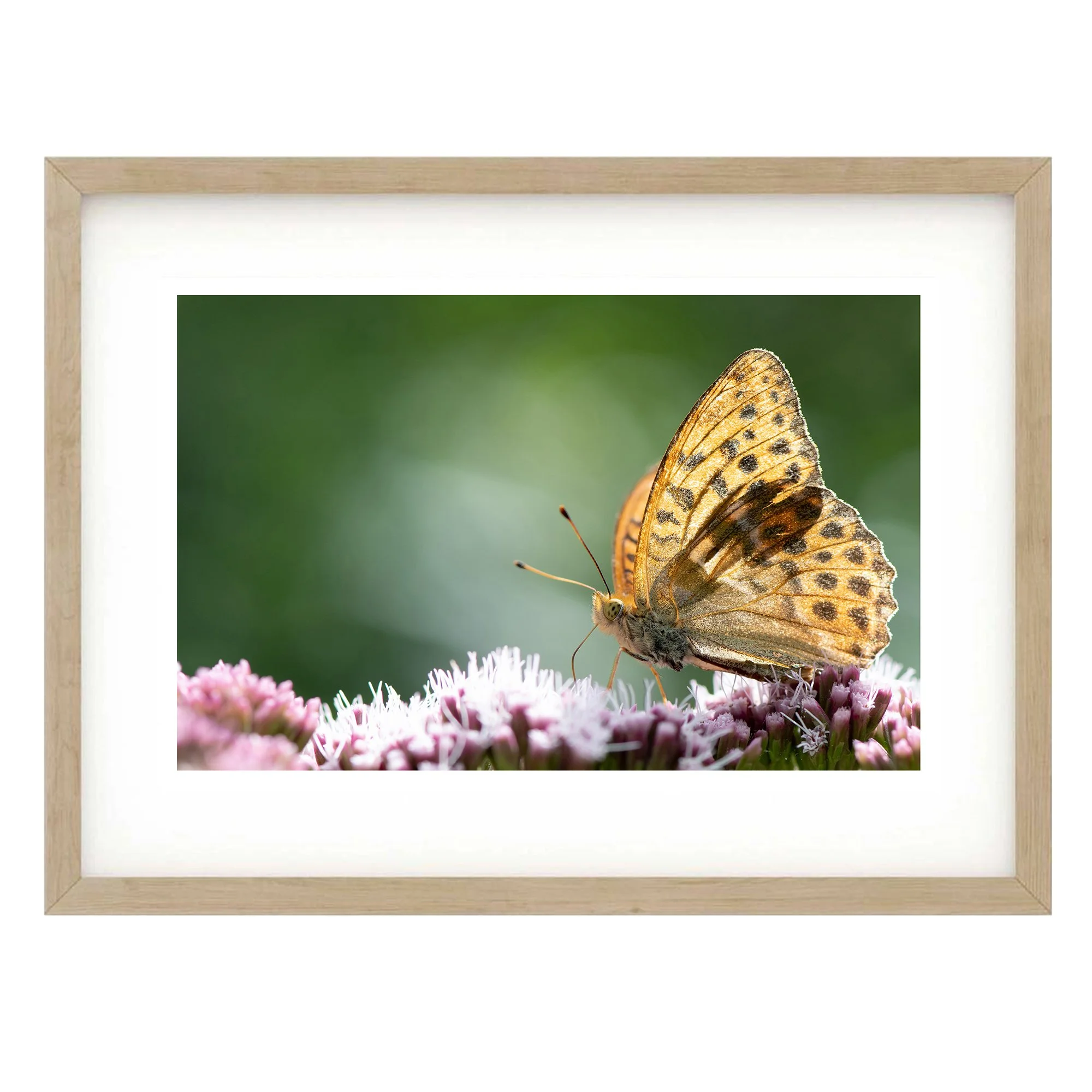 Fritillary Butterfly