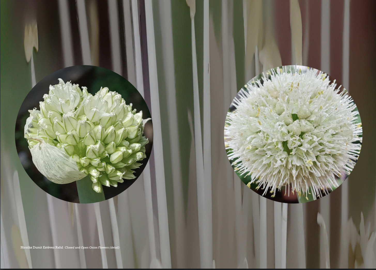 The PECH 'Social' Now online