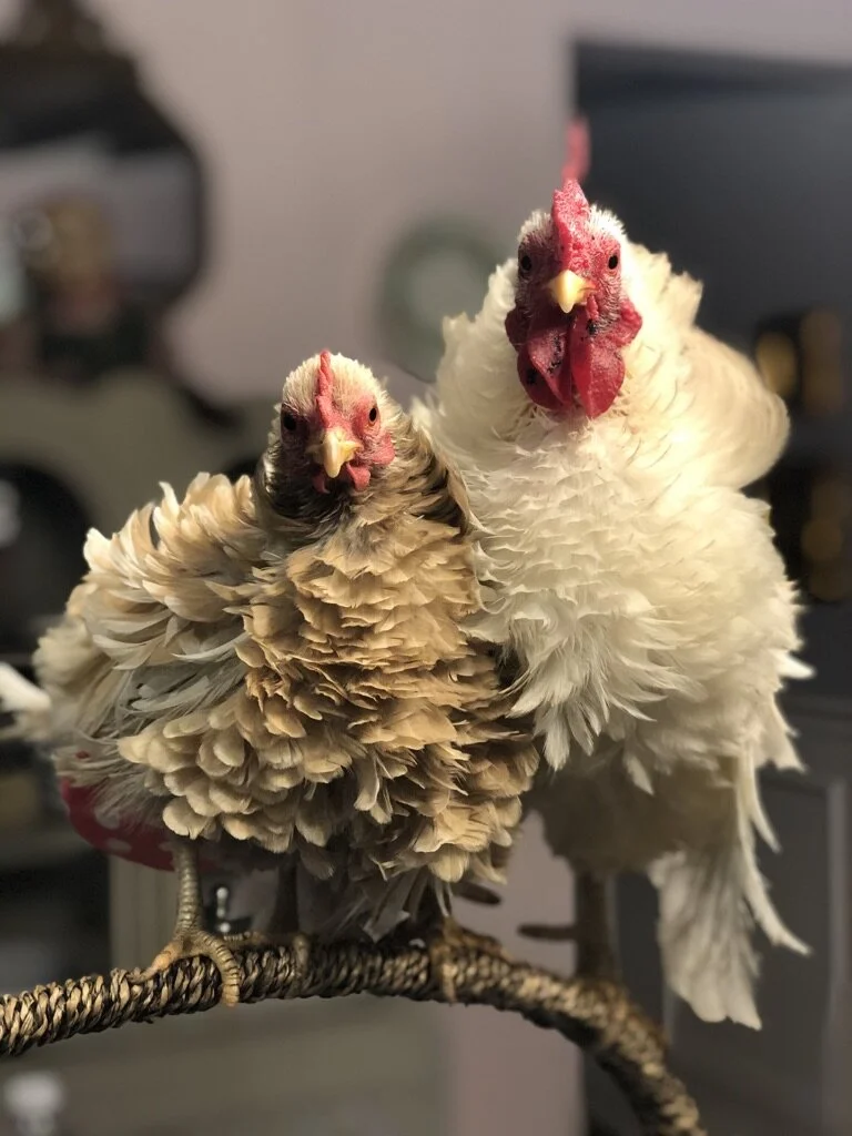 Piccolo Farms Animal Sanctuary