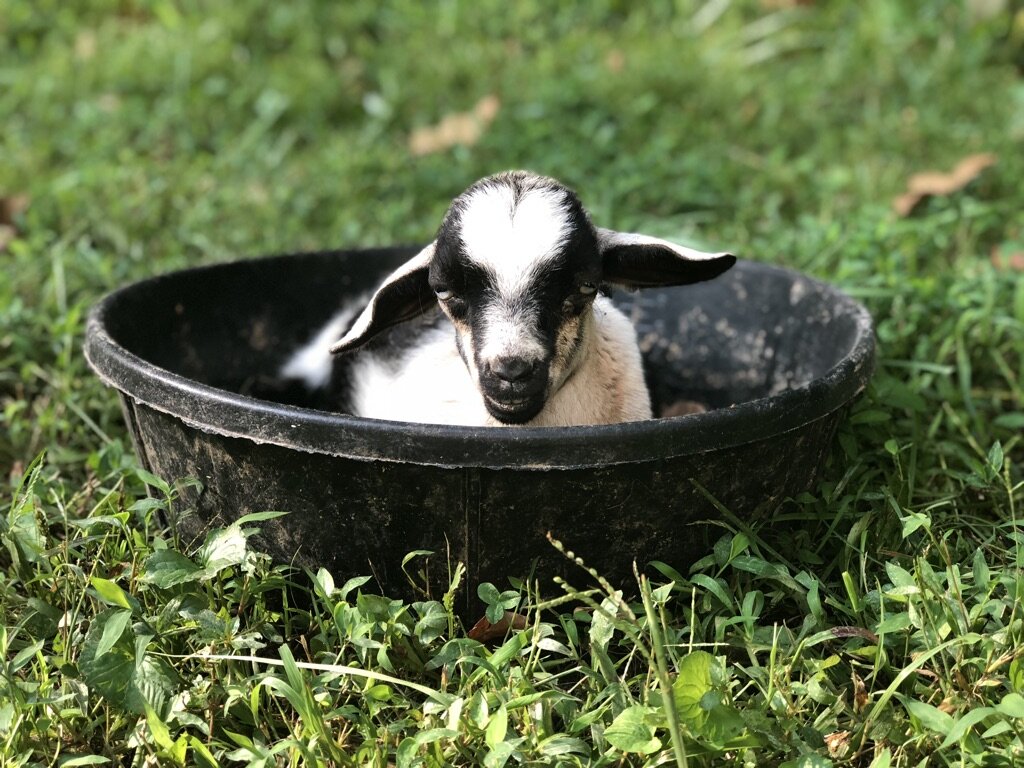 Piccolo Farms Animal Sanctuary