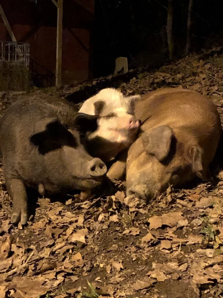 Piccolo Farms Animal Sanctuary