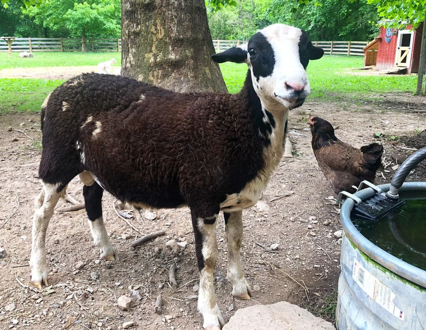 Piccolo Farms Animal Sanctuary