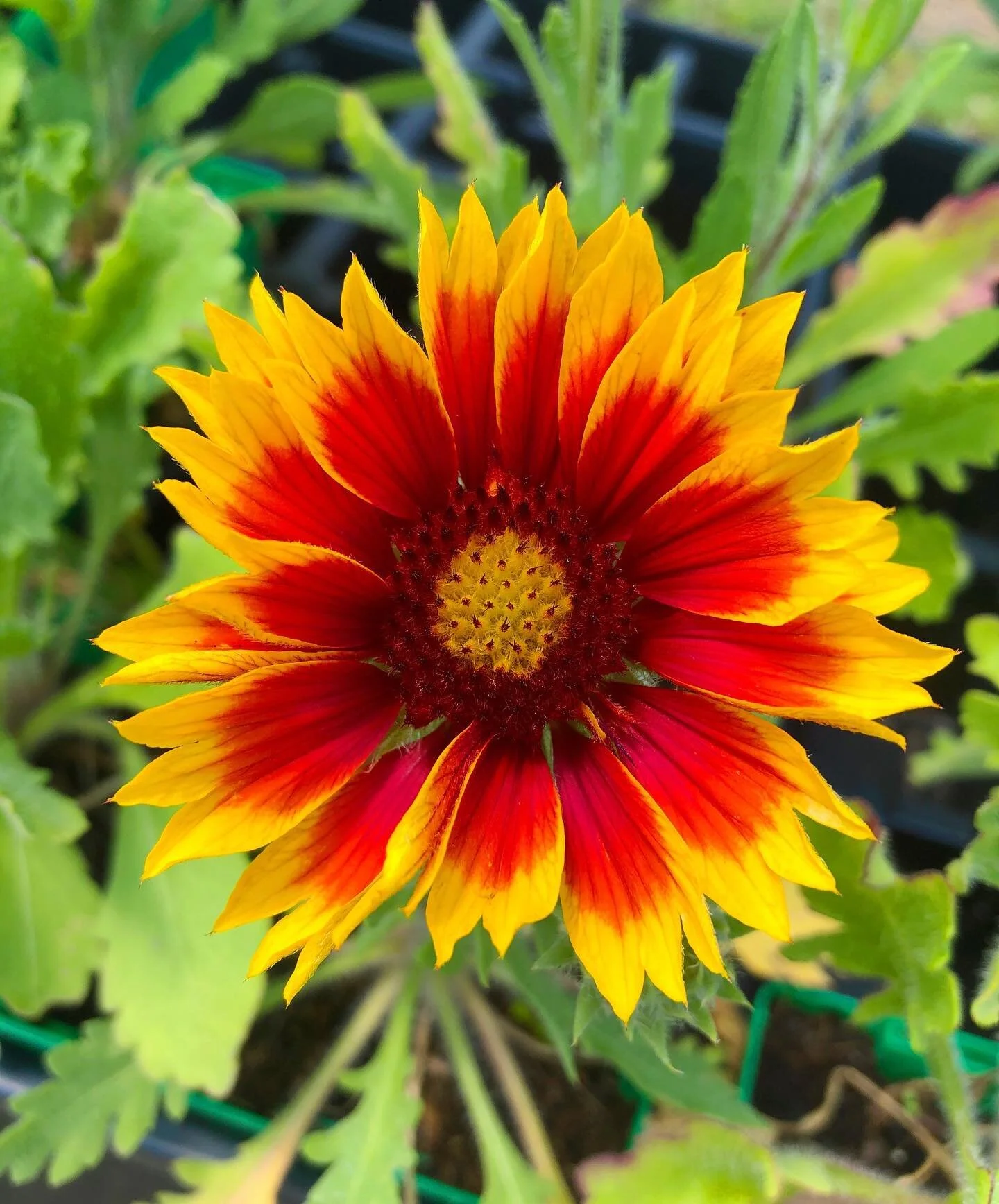 Piccolo Farms Animal Sanctuary