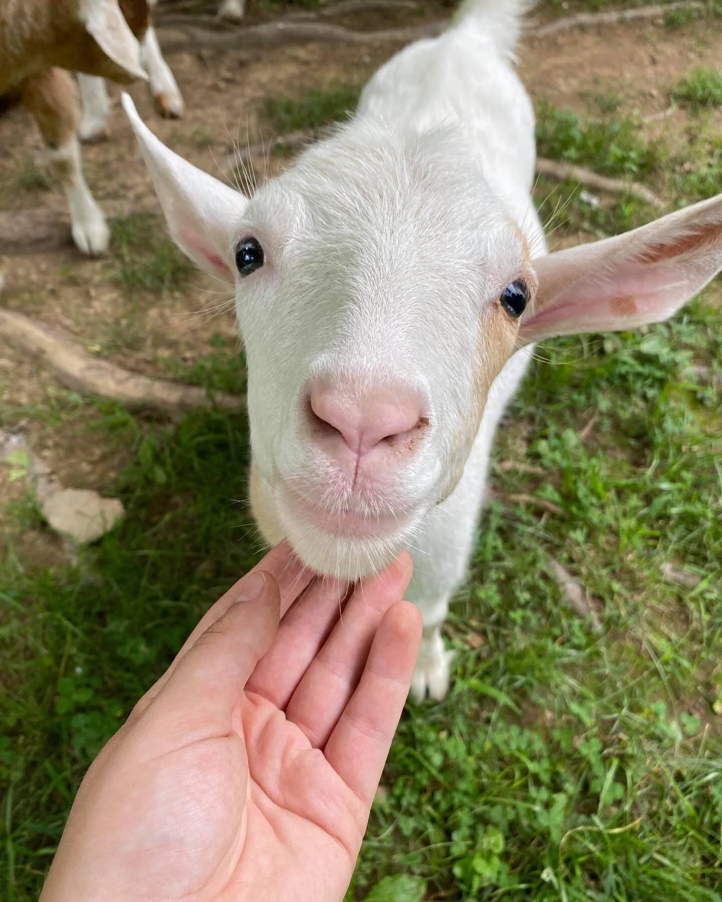Piccolo Farms Animal Sanctuary