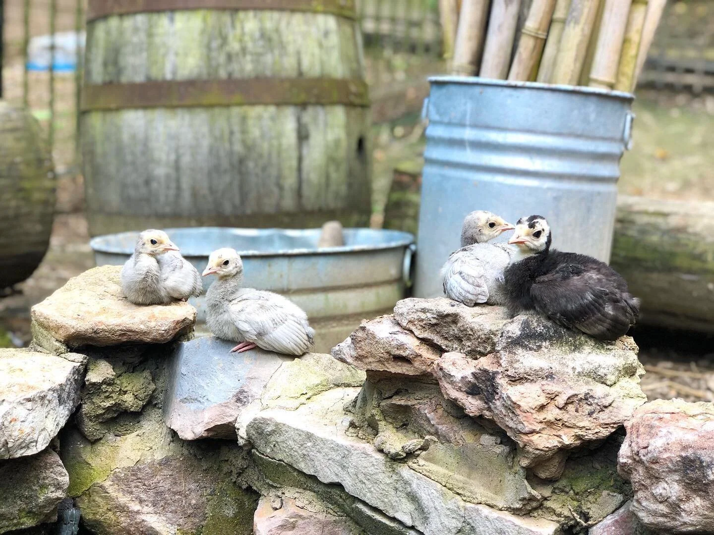 Piccolo Farms Animal Sanctuary