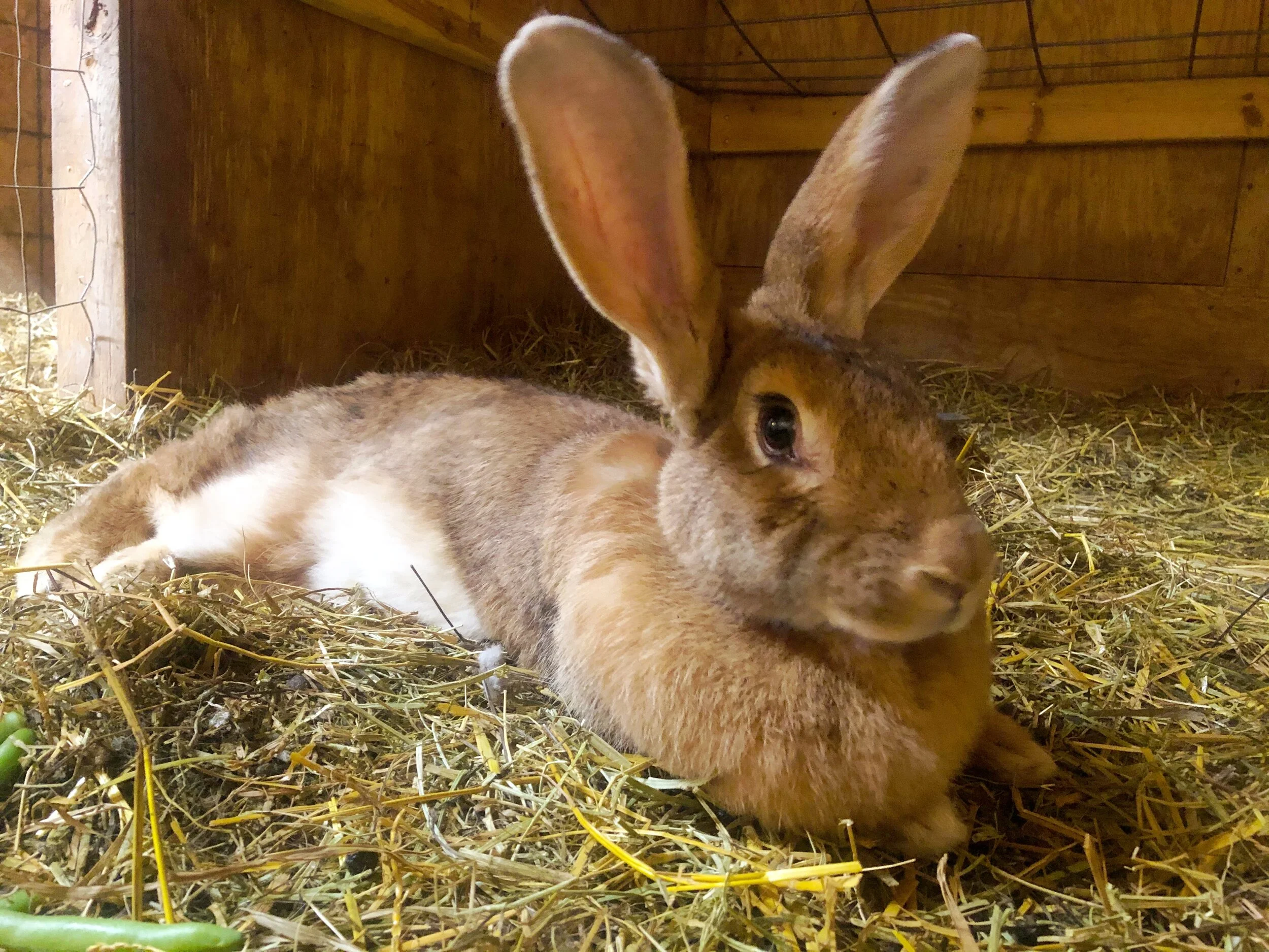 Piccolo Farms Animal Sanctuary