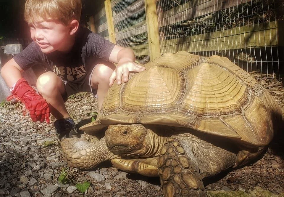 Piccolo Farms Animal Sanctuary
