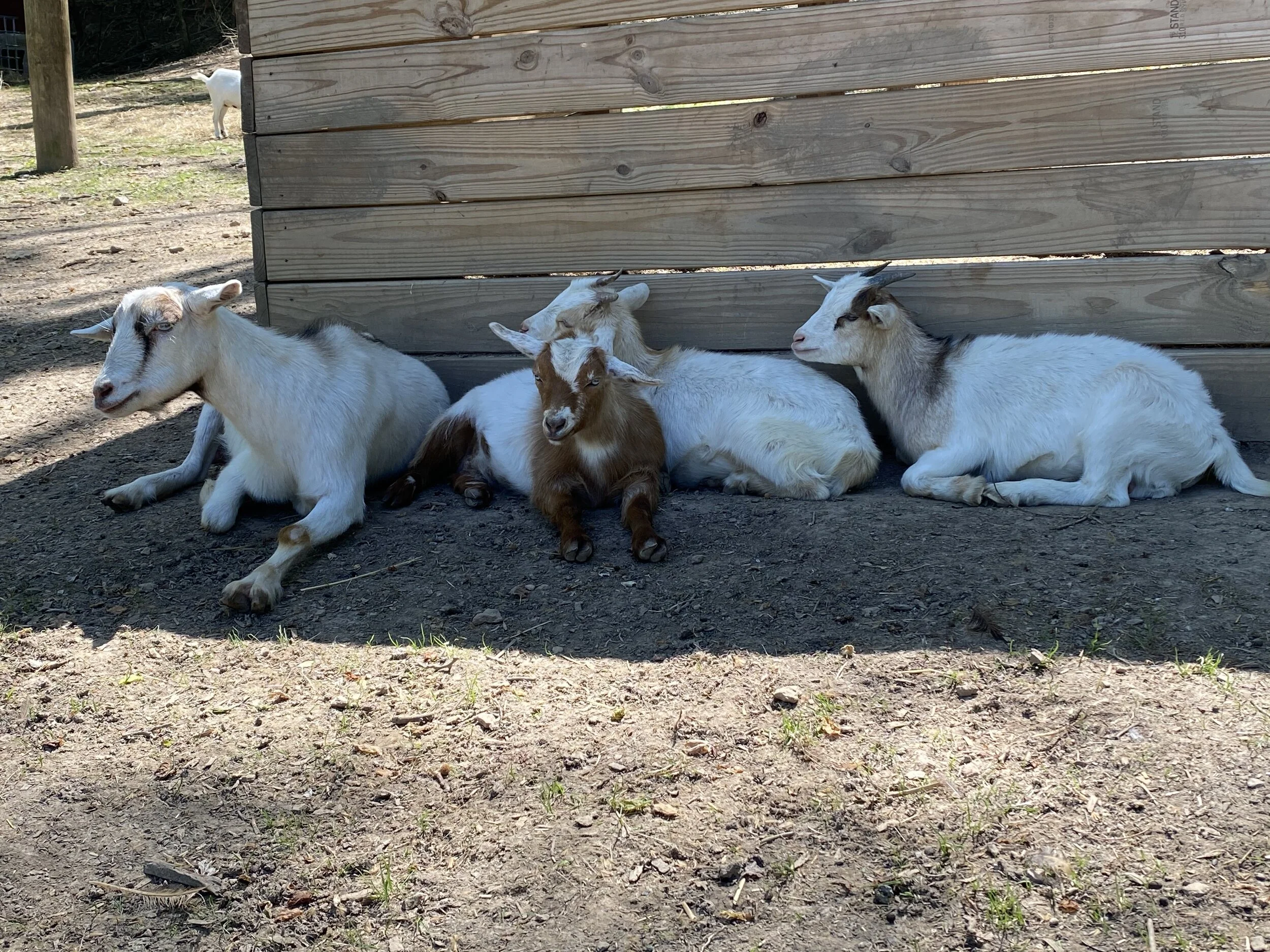 Piccolo Farms Animal Sanctuary