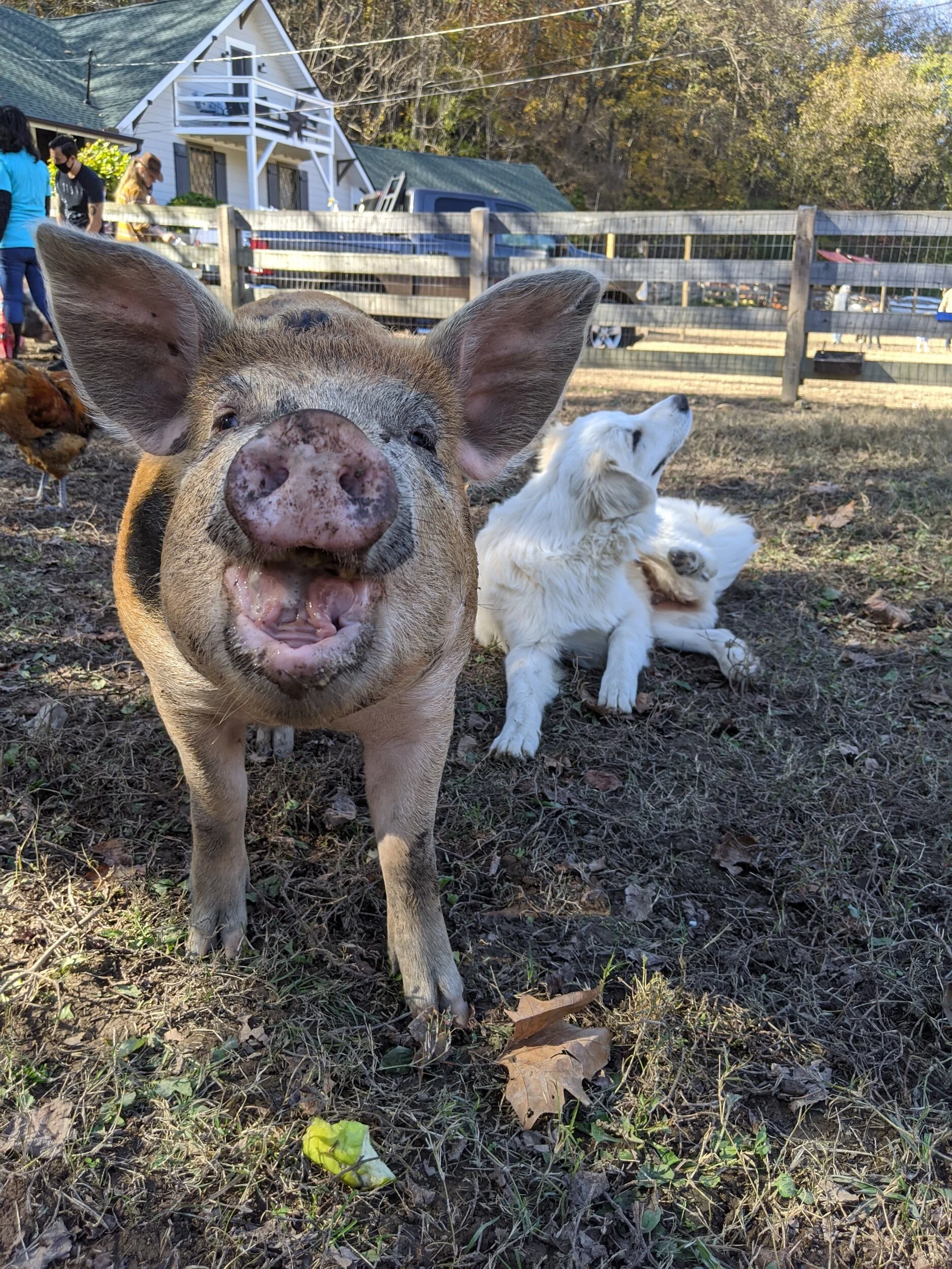 Piccolo Farms Animal Sanctuary
