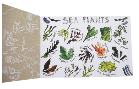 A Collection of Ten Postcards,  A collaboration with Jessica Seamans, published by Little Otsu