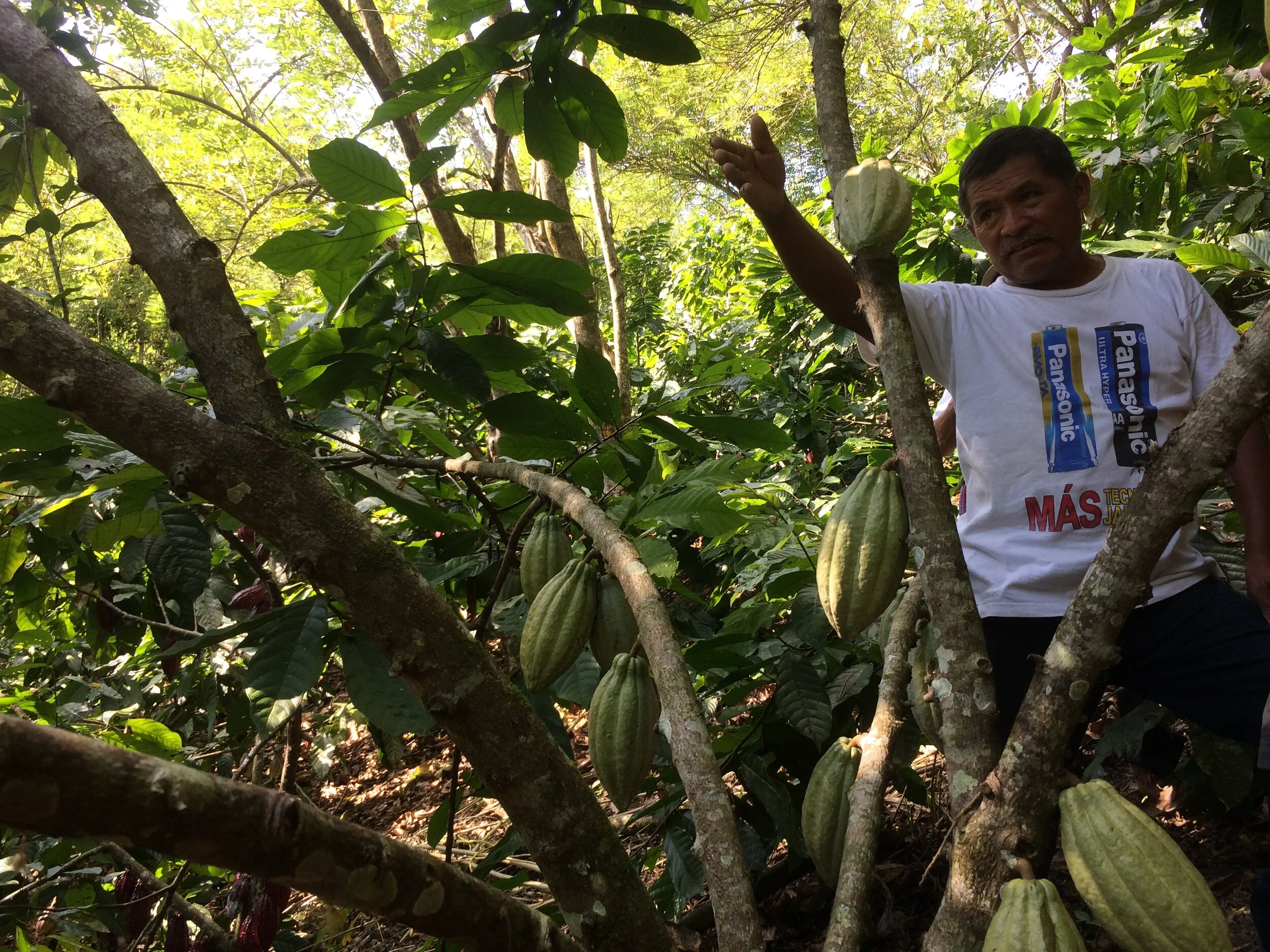 A man standing among cacao plants in a lush, green forest, pointing at a cacao pod on a tree in Guatemala.