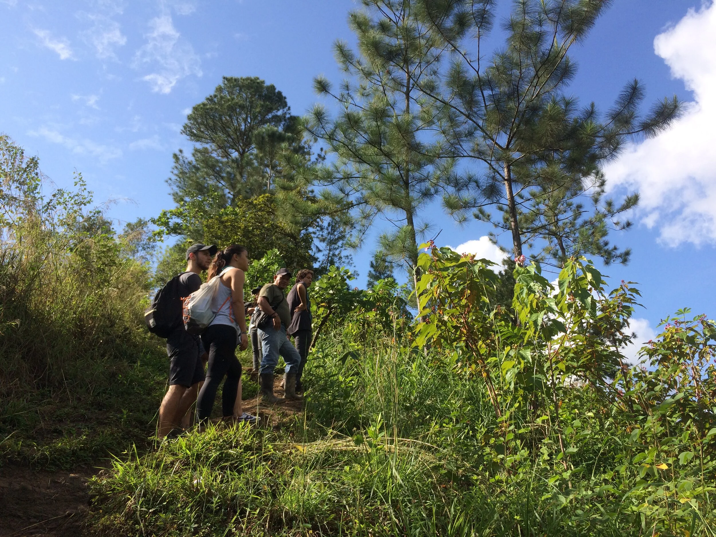 Group of five people hiking on a trail through lush green forest in Guatemala with tall trees and bright blue sky in the background.