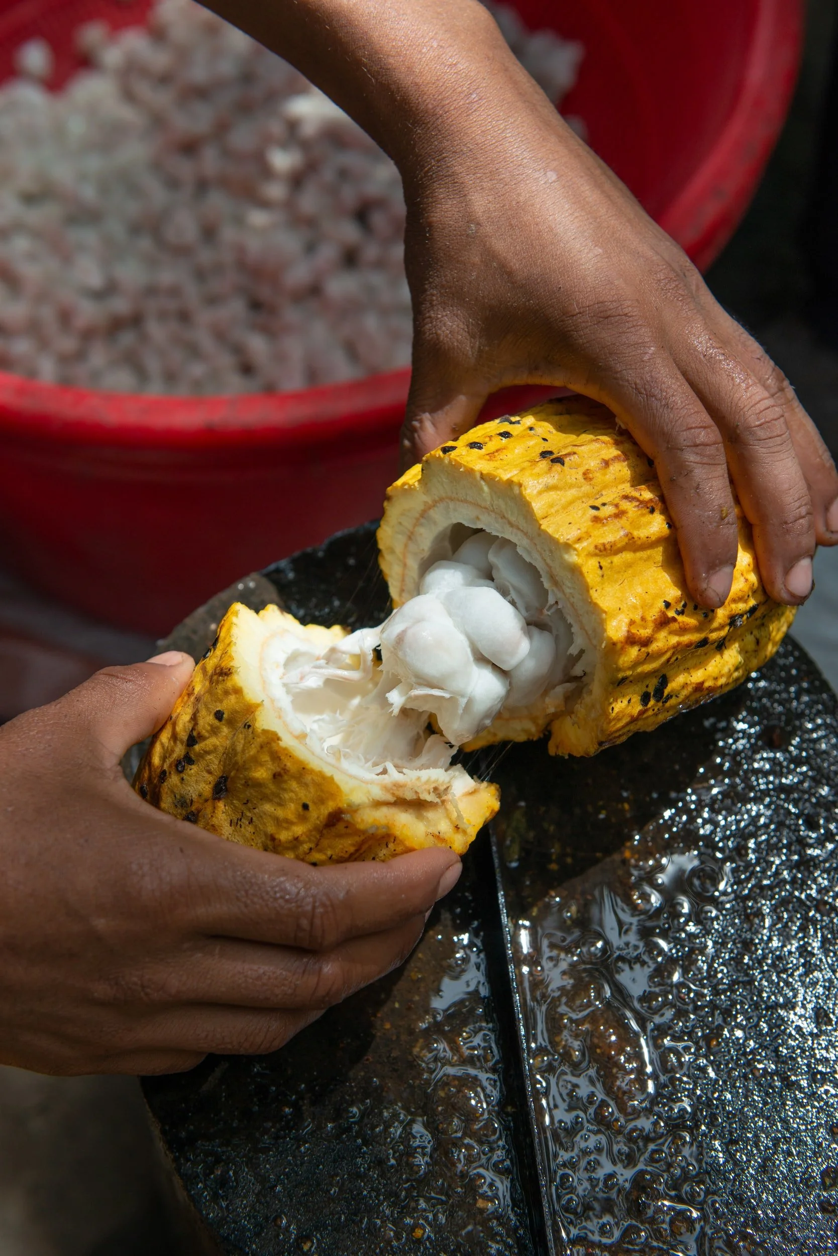 A person is cutting a ripe cacao bean to extract the fresh, white inner flesh.