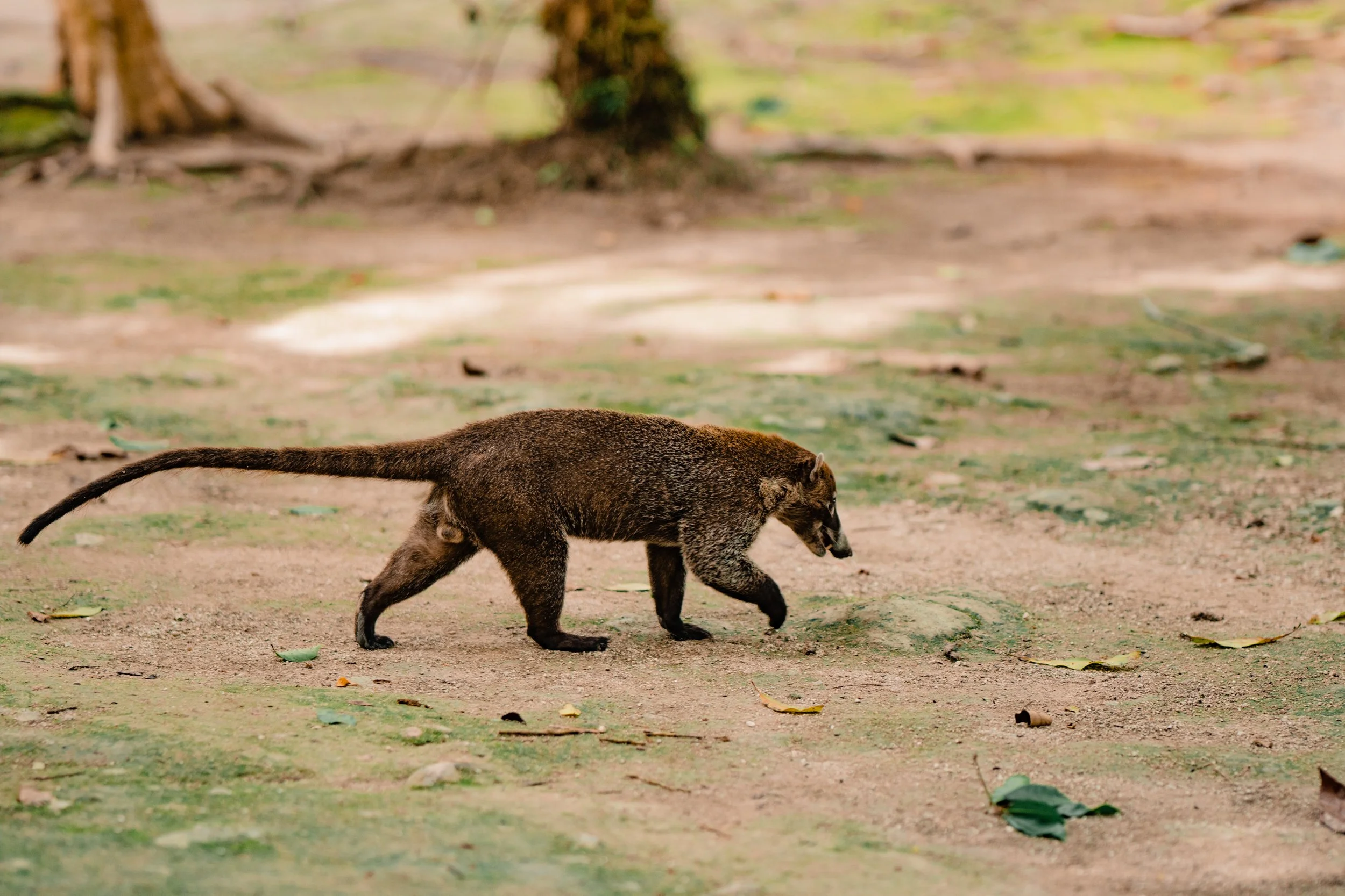 Coatimundi.jpg