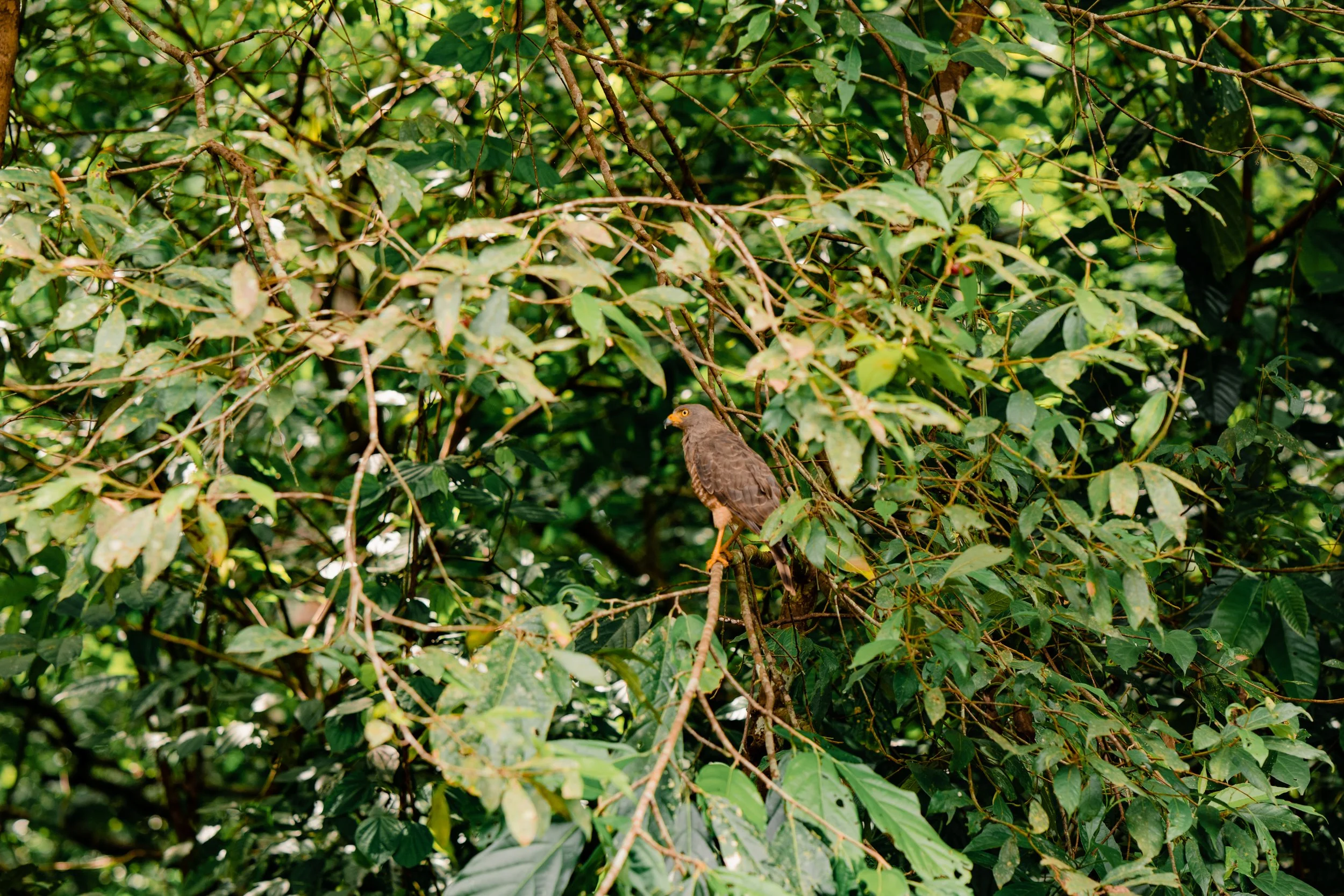 Roadside Hawk Tikal.jpg