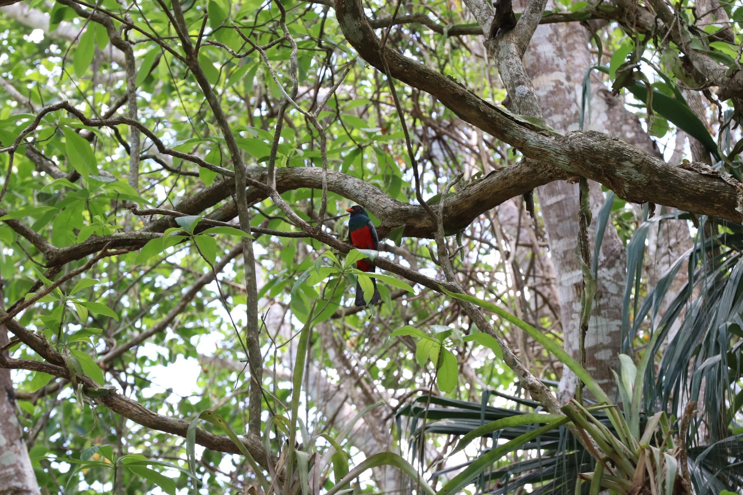 Trogon El Mirador Guatemala