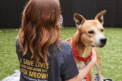 Sunday FUNDday: Kitsap Humane Society