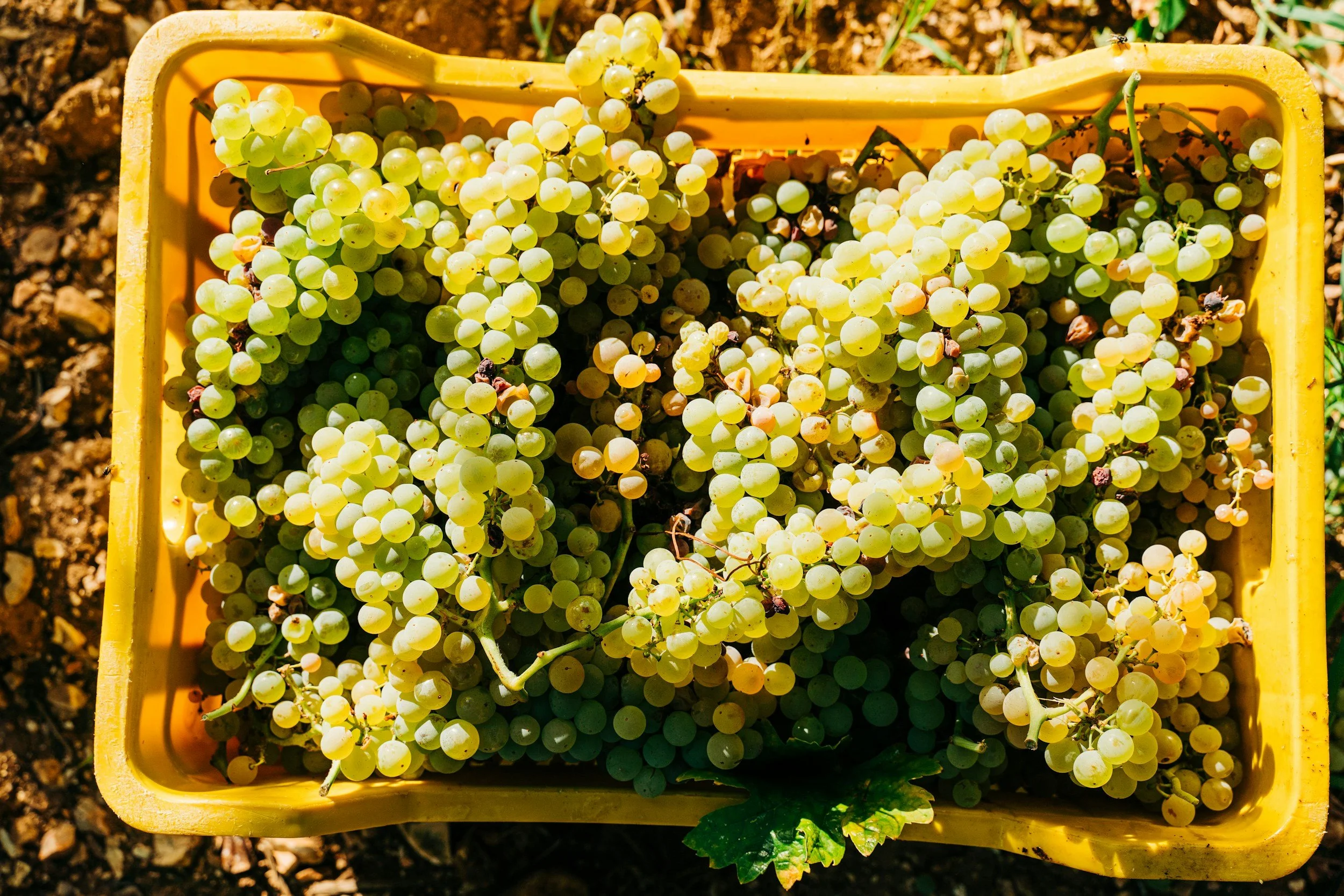 A yellow plastic basket filled with freshly harvested green grapes on soil.
