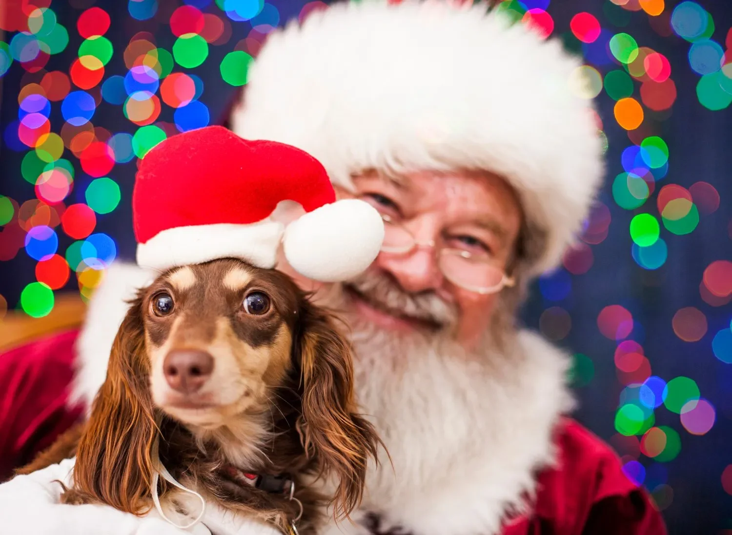 Sunday FUNDday: Kitsap Humane Society & Santa Paws