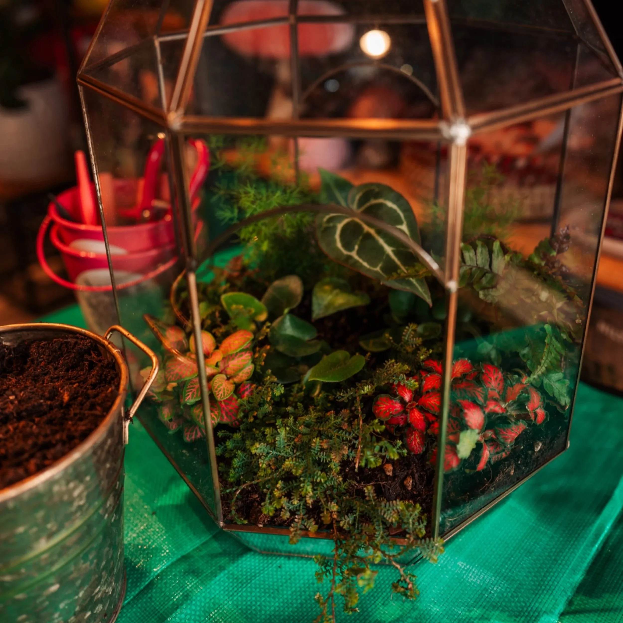 Plant and Sip - Make your Own Terrarium with Radical Roots