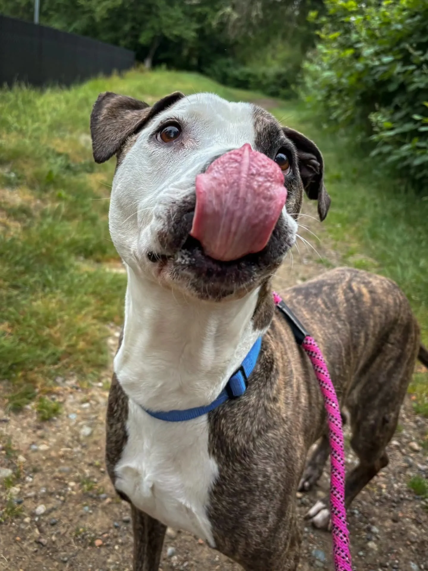 Sunday Fund-Day: Kitsap Humane Society
