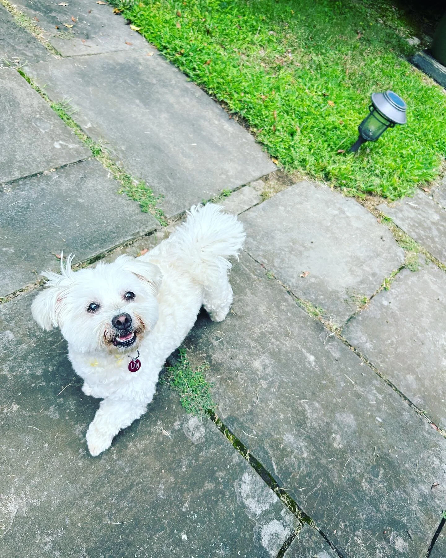 Happy International Dog Day!! This Baby is 12.5 yrs young and brings so much joy into our lives everyday. &hearts;️ U 4EVER LILY!!