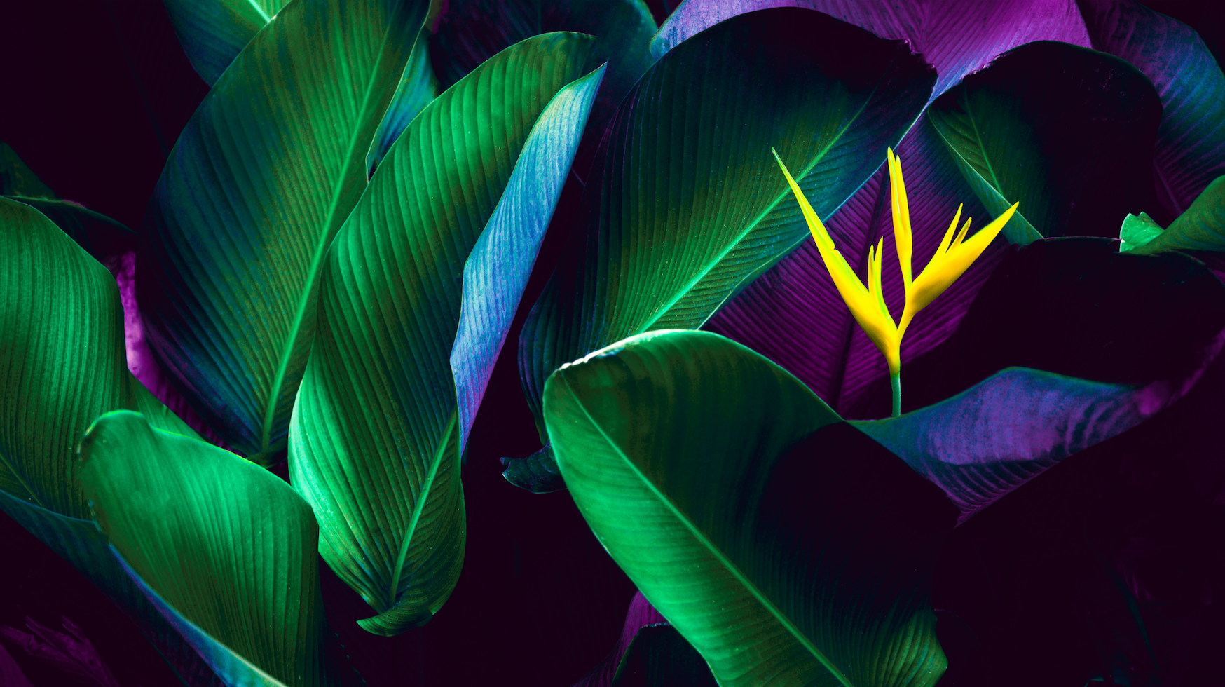 Screenshot 2020-11-16 at 11.30.19.png