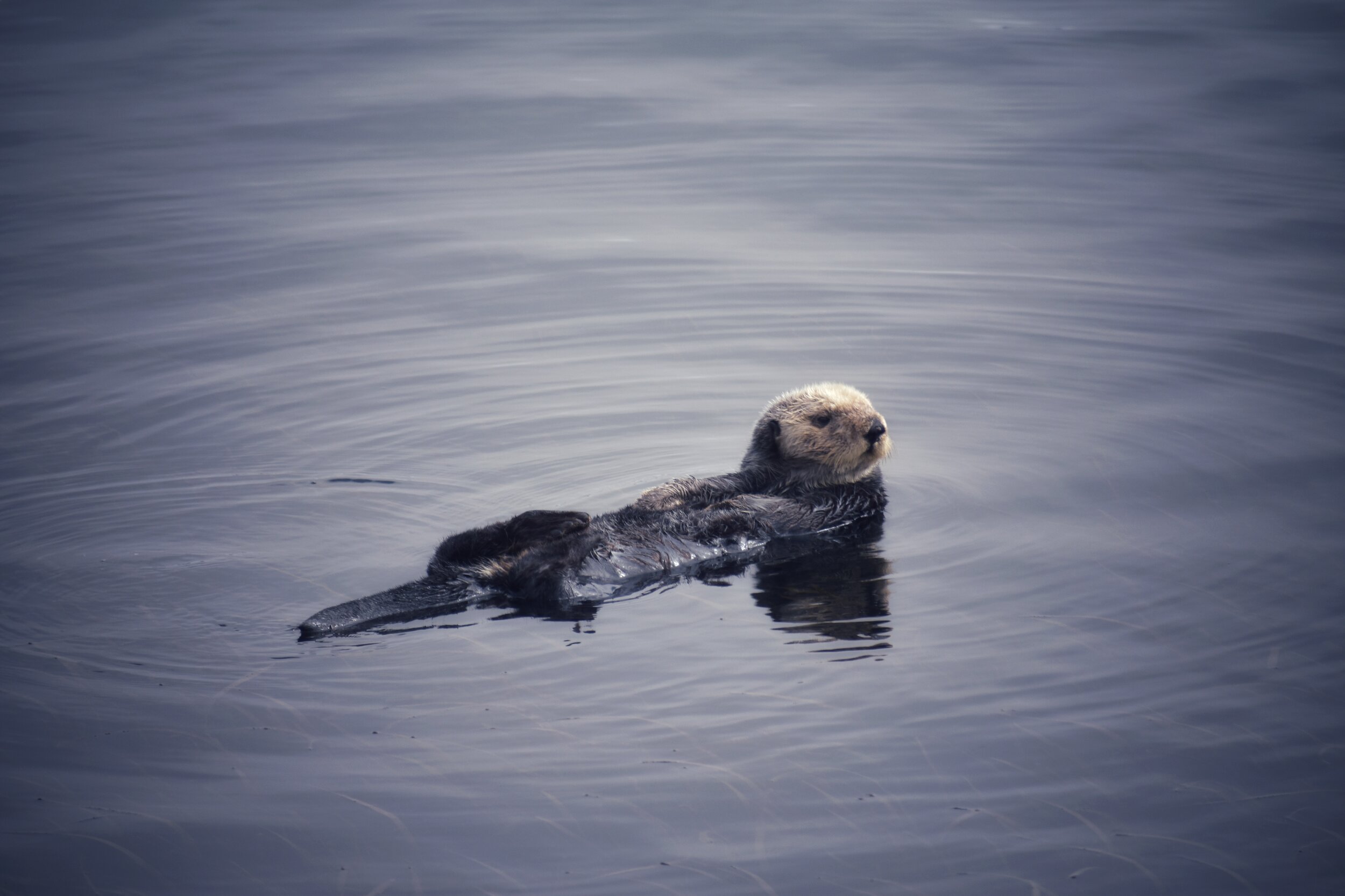 island cove charters tours