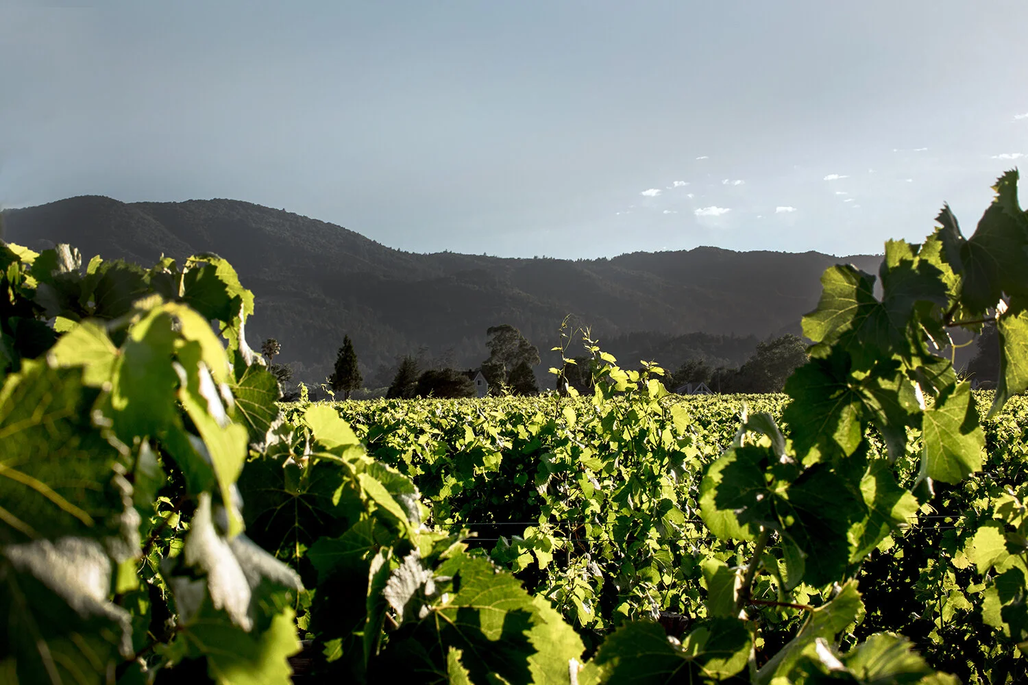 Vineyards — TILTH