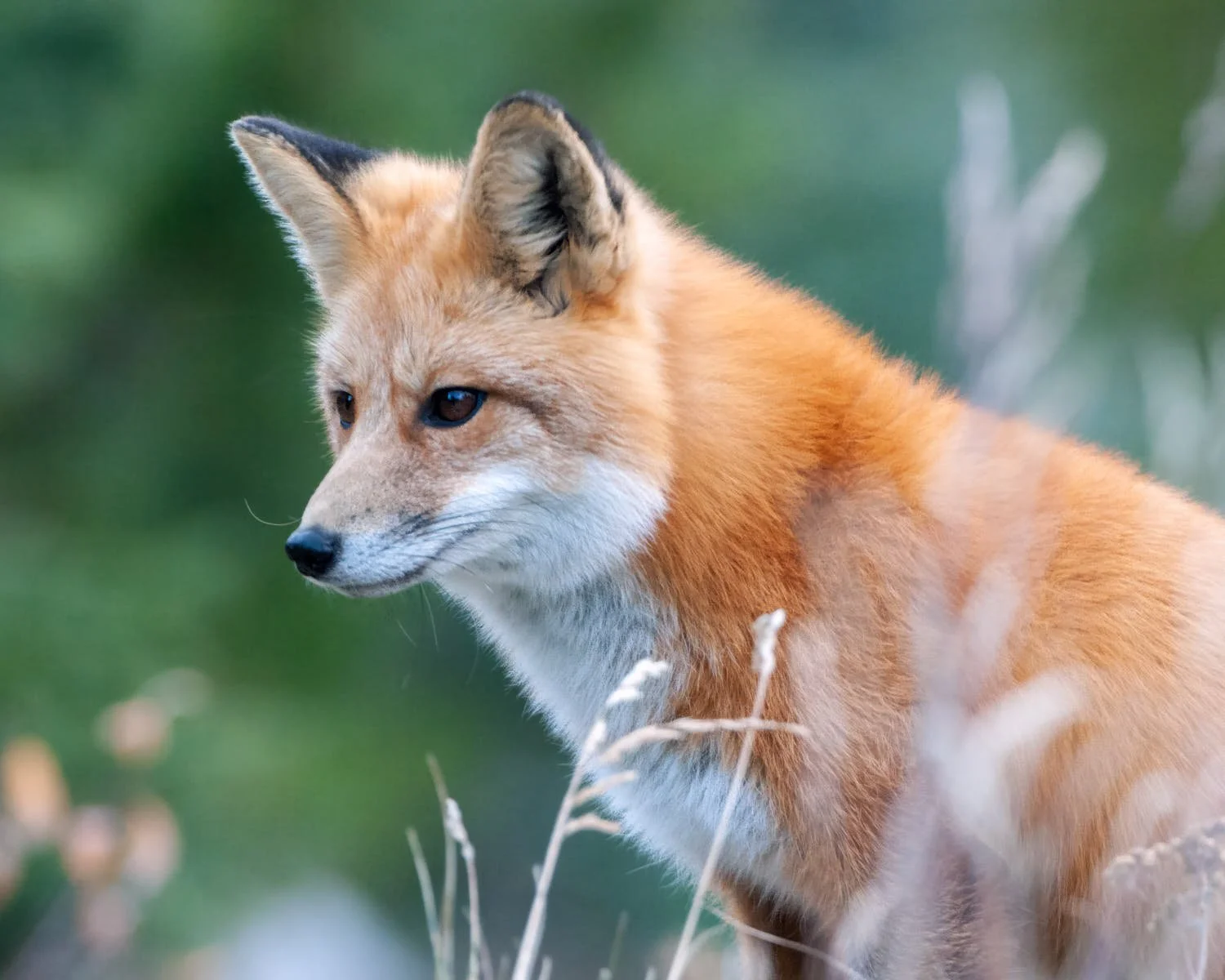 Fox_DSF7779-8X10.jpg