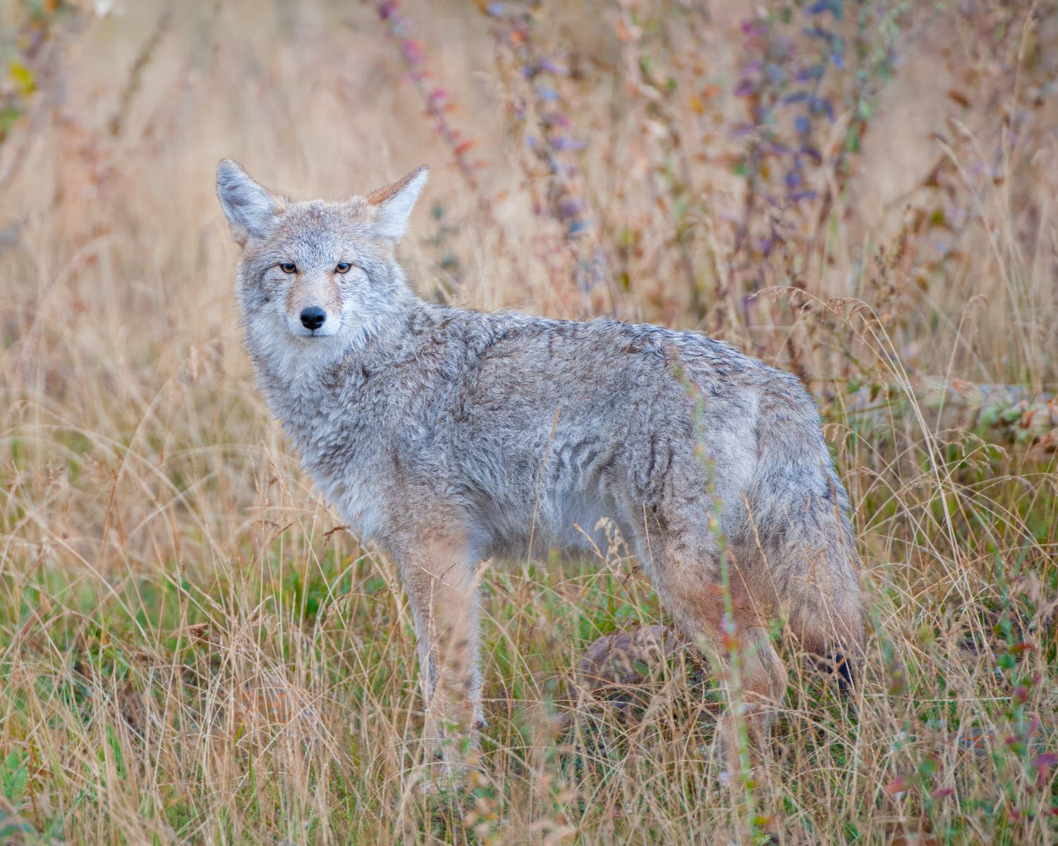 Coyote_DAA2296-8X10.jpg
