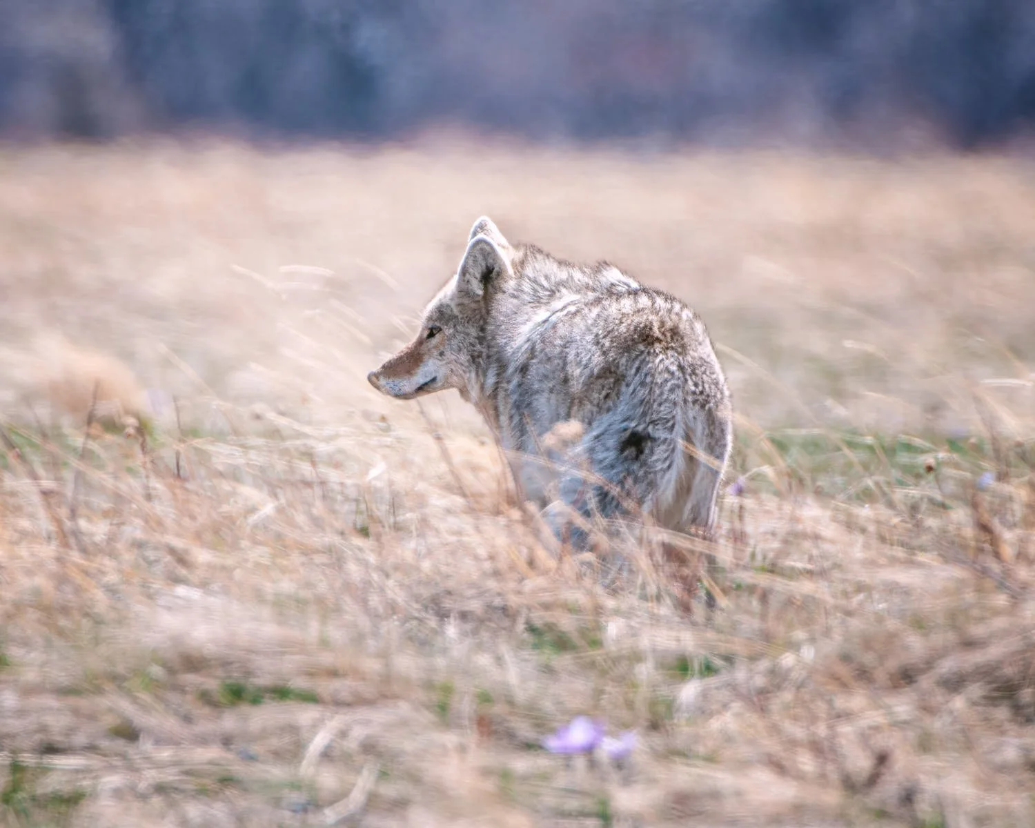 Coyote_AAA9952-8X10.jpg
