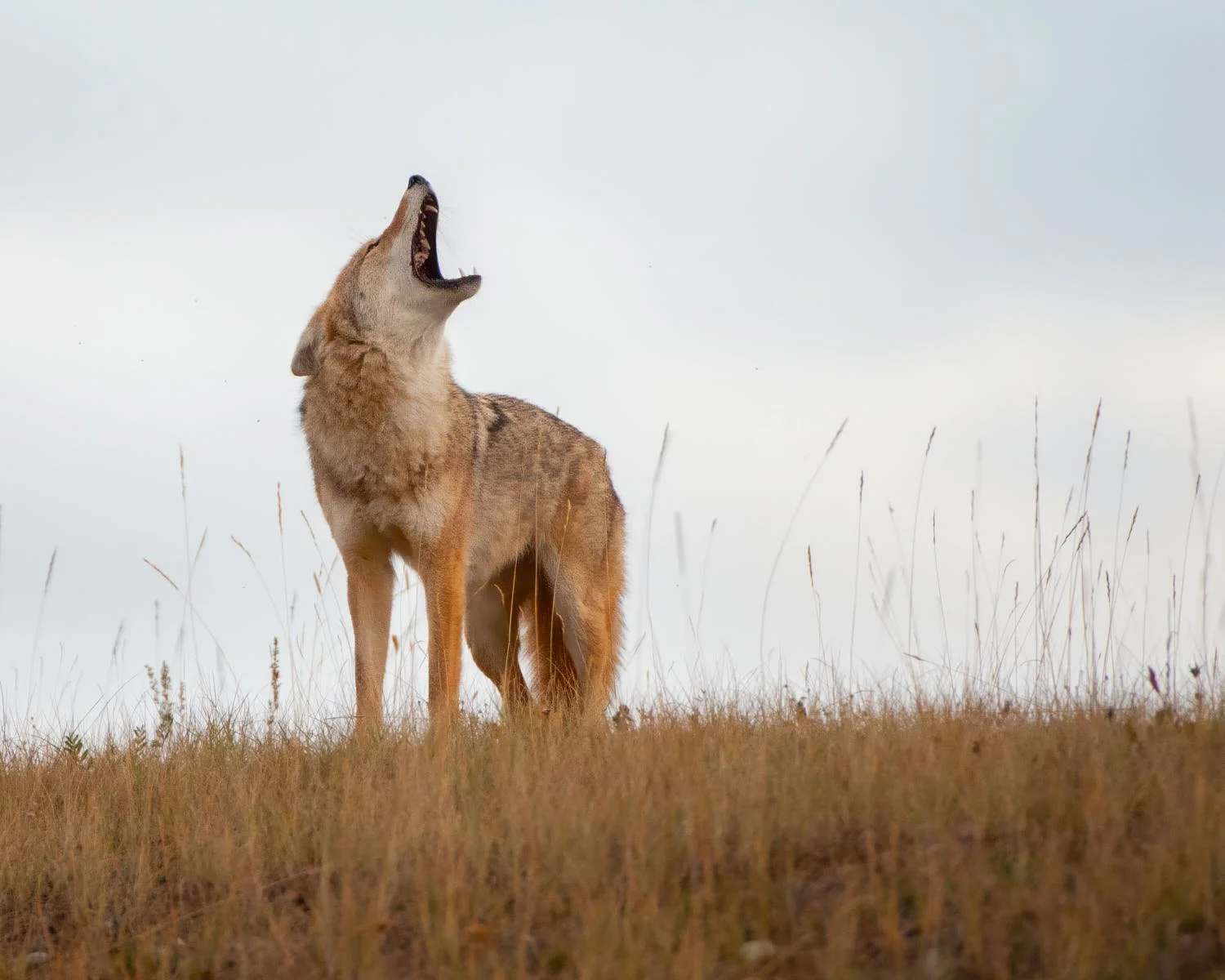 Coyote_DAA2283-cropped-8X10.jpg