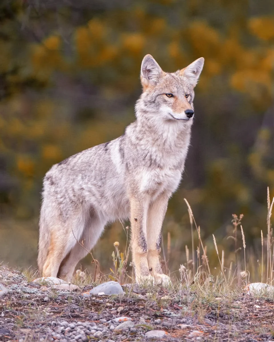 Coyote_AAB7175-cropped-8X10.jpg