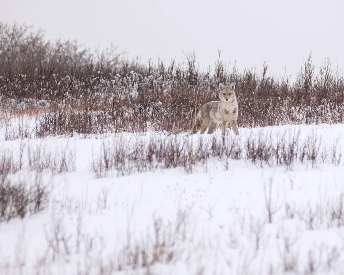 Coyote_DSC8876-cropped-8X10.jpg