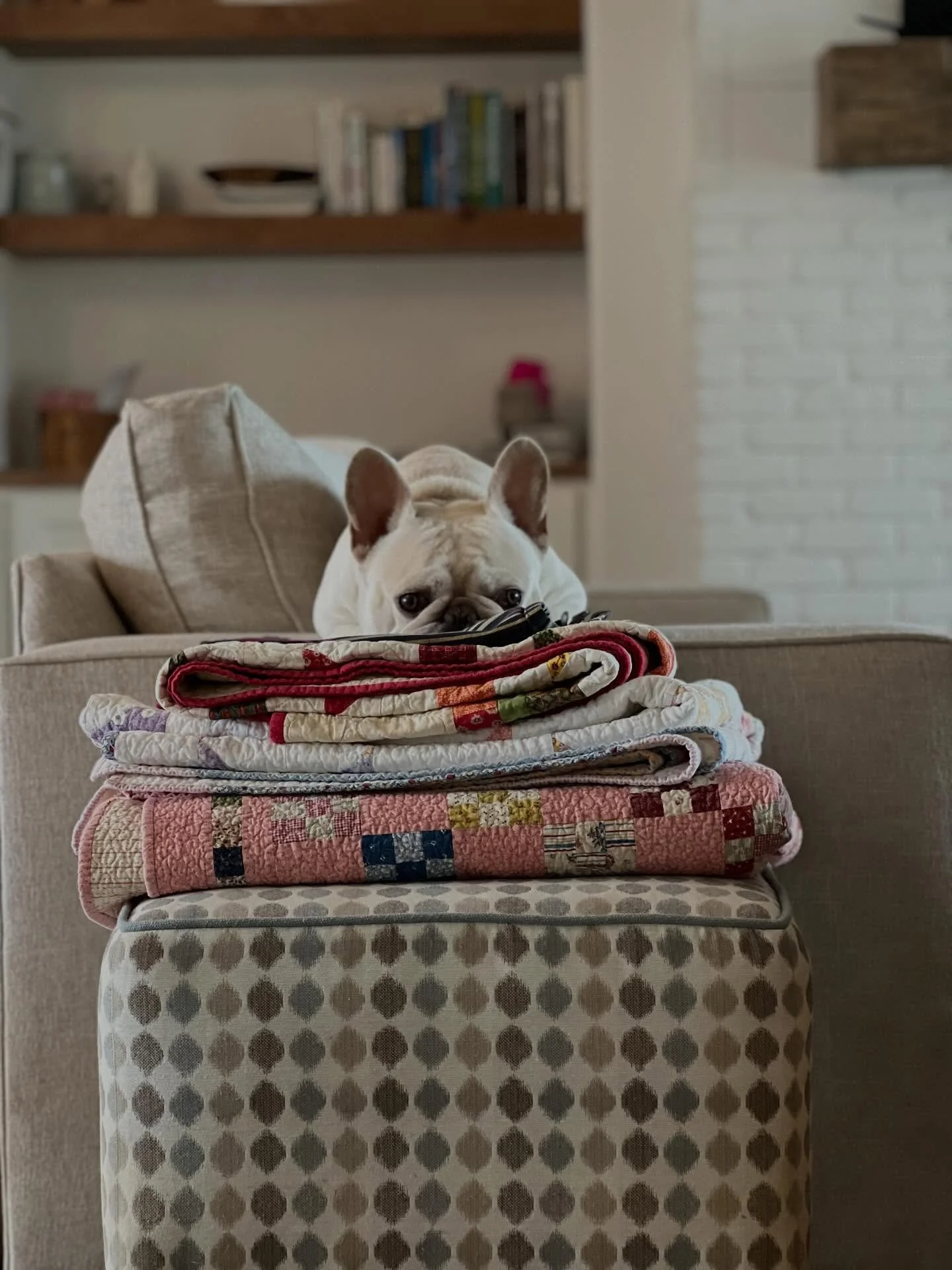 Ryder loves a snow day&hellip;and a pile of quilts. He&rsquo;s definitely my dog 🥰