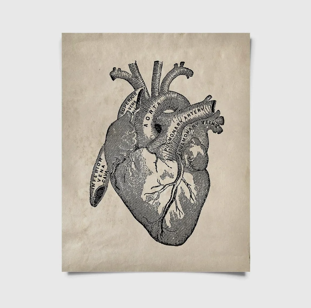 Vintage Anatomical Heart Drawing