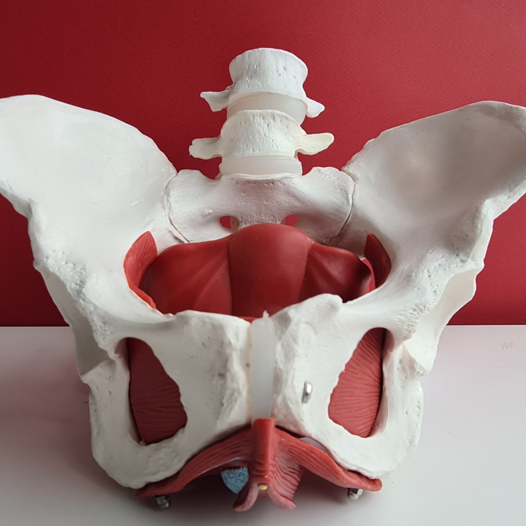 pelvic pain indianapolis, pelvic floor physical therapy indianapolis