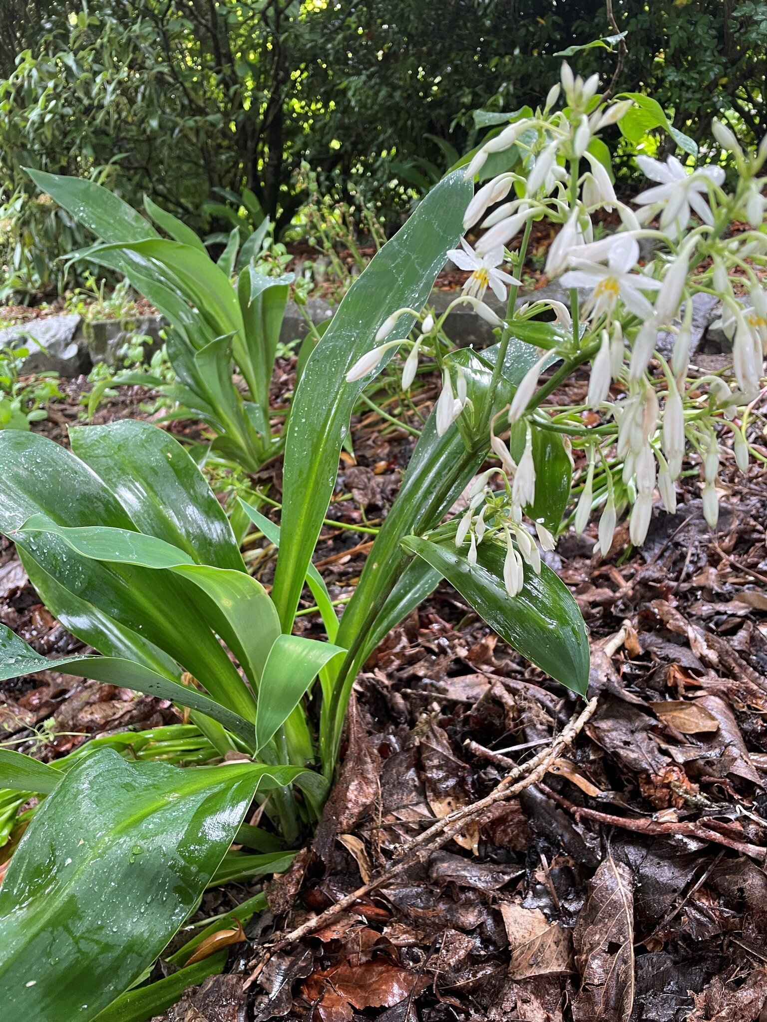 How beautiful is this Renga Renga (Arthropodium cirratum) or New Zealand Rock Lily. This lovely perennial flowers in late spring to early summer and is commonly seen in under storey plantings 🌱🌞 #NZnative #Platingnatives #savingtheplanet