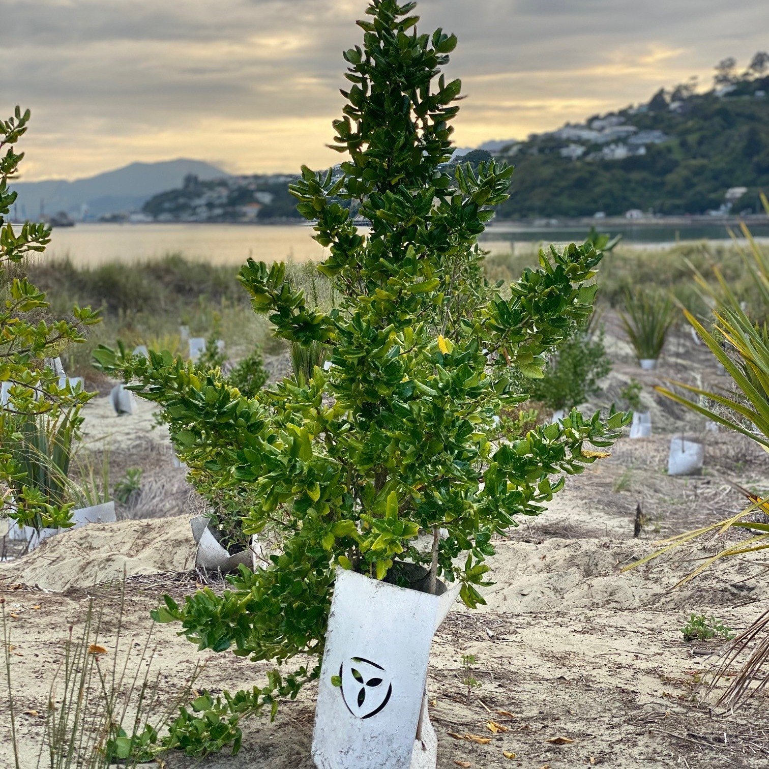 This EmGuard was pictured at over a year old in the Tahunanui sand dunes. Look how well this taupata / Coprosma repens is doing. Taupata feature thick, dark-green, and glossy leaves and they are an excellent choice for coastal planting 🌊

#SaveThePl