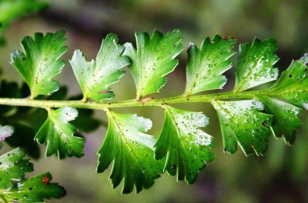 Tree of the Month &ndash; Tanekaha- Phyllocladus trichomanoides 
By Desiah Neho

Tanekaha or Celery Pine is a native, softwood conifer that likes warm temperatures, and is found from Northland down to the top of the South Island.

Tanekaha can grow u
