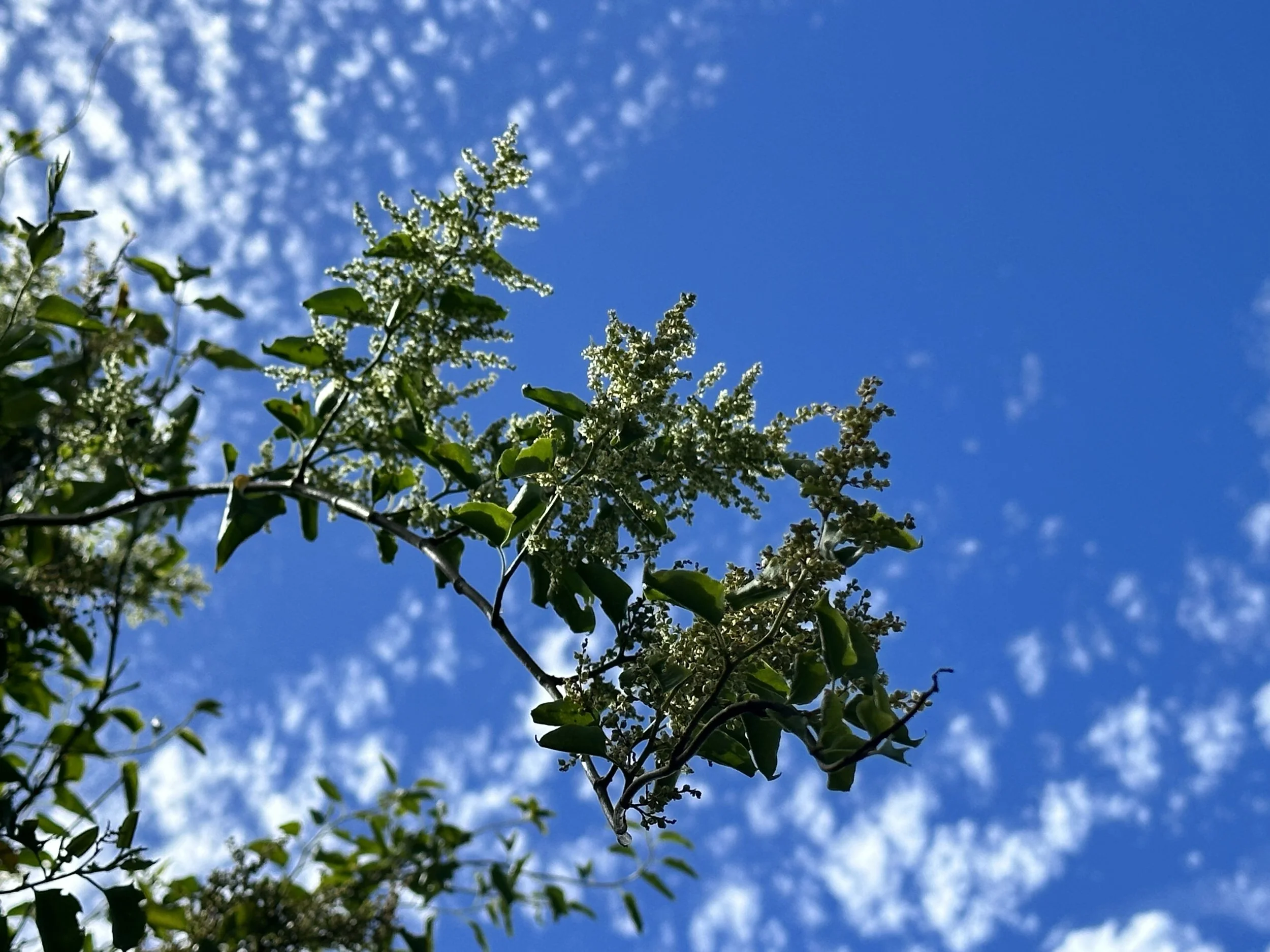 Image (19).jpg
