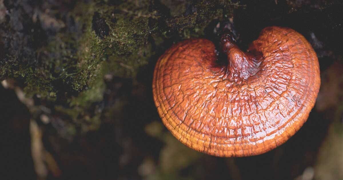 reishi-mushroom-fb-1200x628.jpg