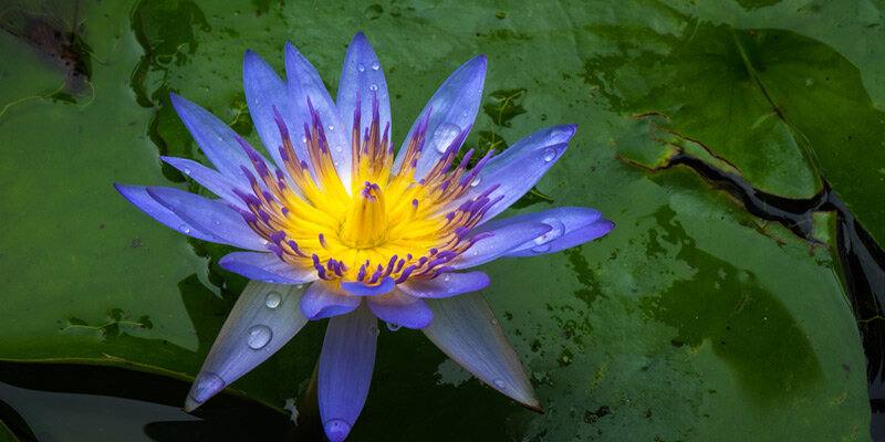 Spotlight-on-Blue-Lotus-Flower-Extract-in-Skincare.jpg