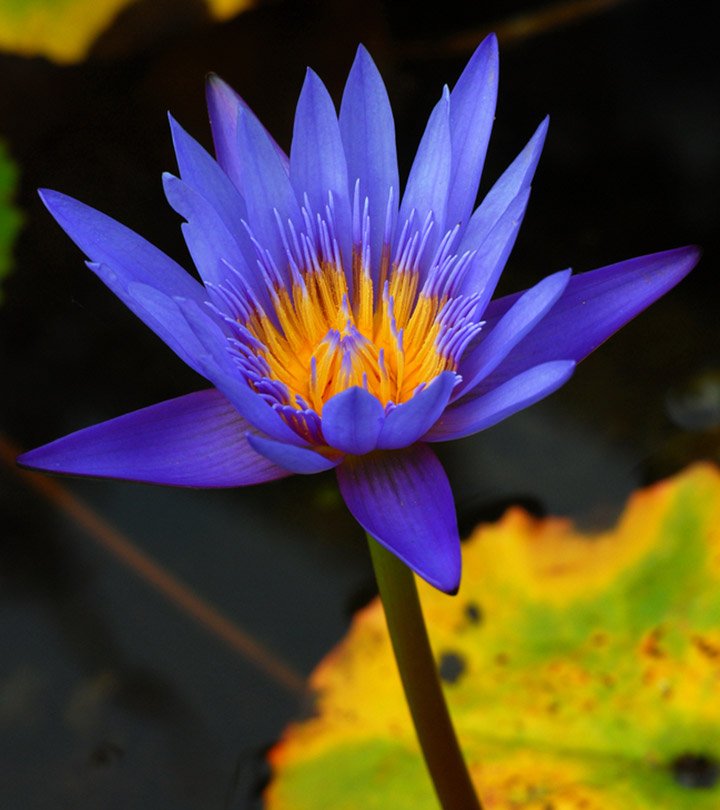 6-Reasons-To-Have-Blue-Lotus-Flower-banner.jpg