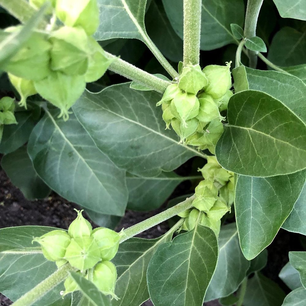 ashwagandha-credit-oregon-s-wild-harvest-a-square-medium-res.jpg